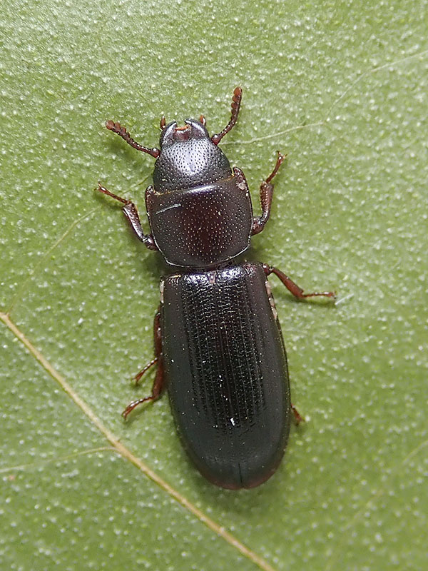 Trogositidae: Tenebroides mauritanicus? S, aff. mauritanicus